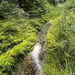 Waldblick-appartement *